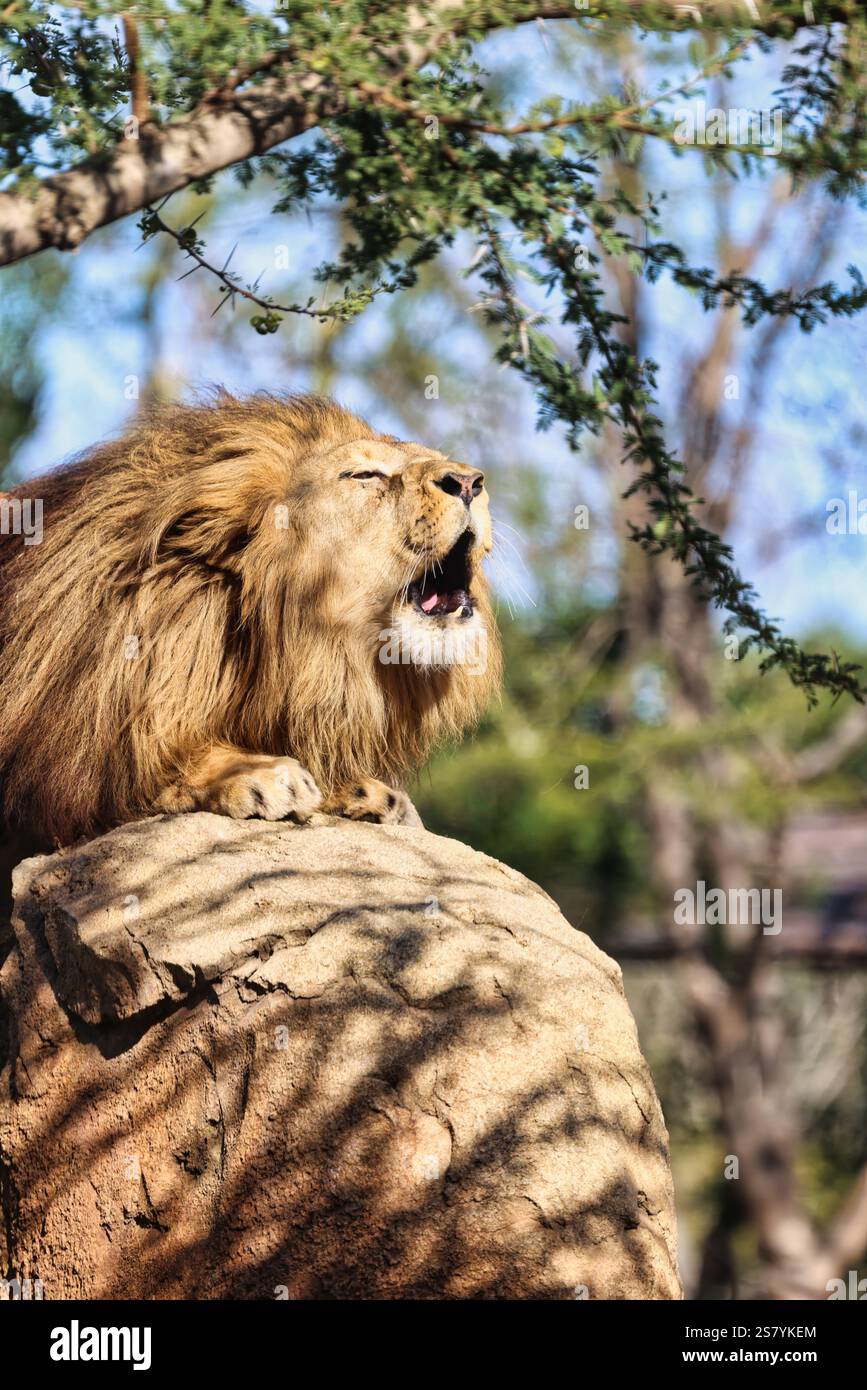 Un leone ruggisce al sole al Bioparc Valencia, Spagna. Foto Stock