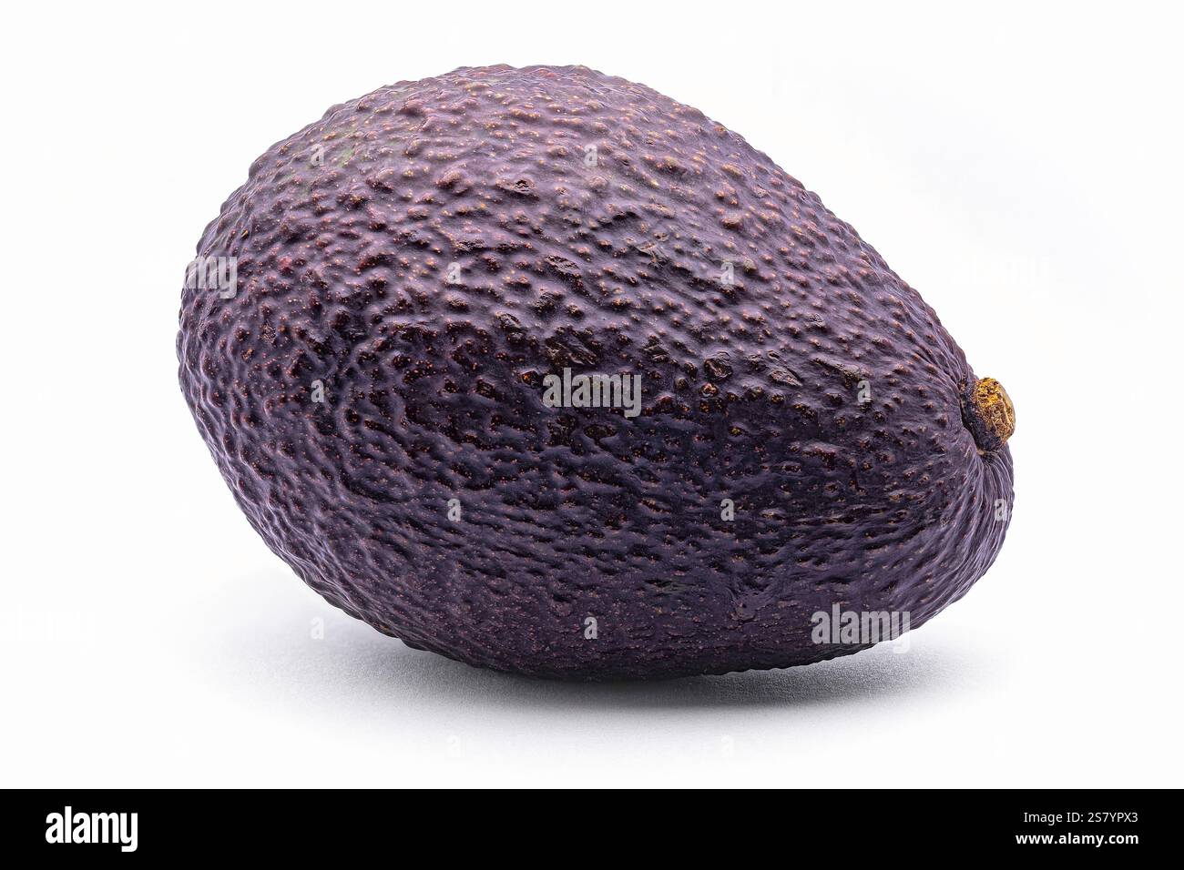 Hass avocado Fruit (Persea americana CV. Hass), Lauraceae. Albero da frutto, sempreverde. varietà di avocado. Foto Stock