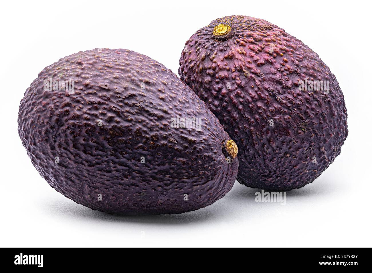 Hass avocado Fruit (Persea americana CV. Hass), Lauraceae. Albero da frutto, sempreverde. varietà di avocado. Foto Stock