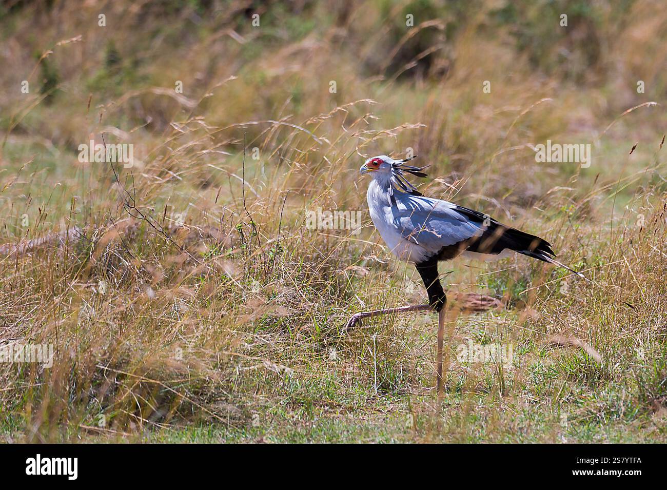 Il Segretario Bird (Sagittaria serpentaria) alla ricerca di serpenti a Maasai Mara, Kenya Foto Stock