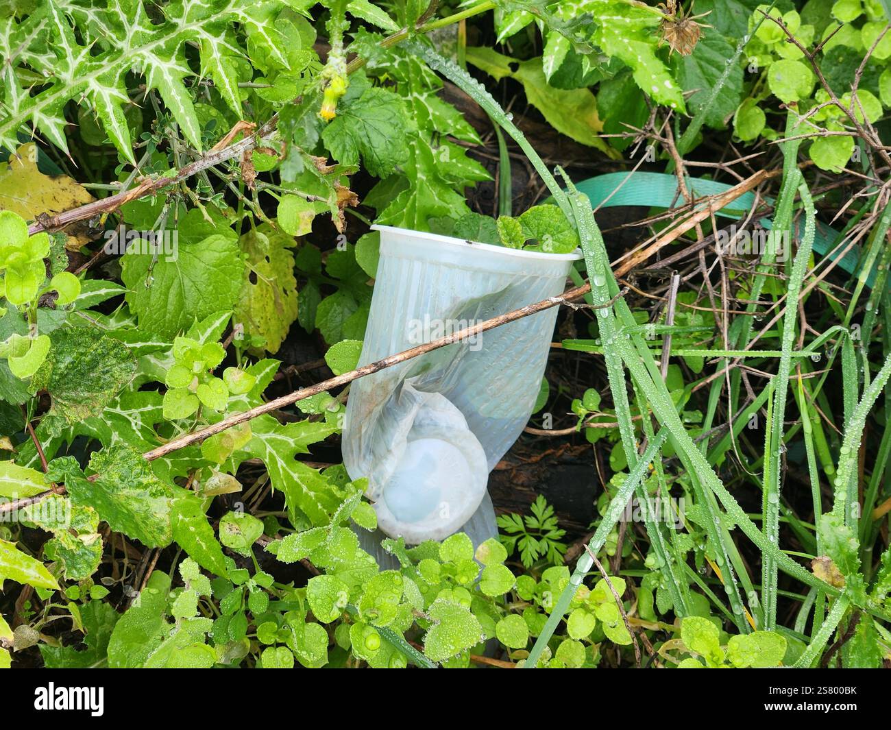 Coppetta di plastica in una lussureggiante vegetazione verde, perfetta per campagne di sensibilizzazione ambientale, concetti di inquinamento, progetti di sostenibilità, Nature Conser Foto Stock