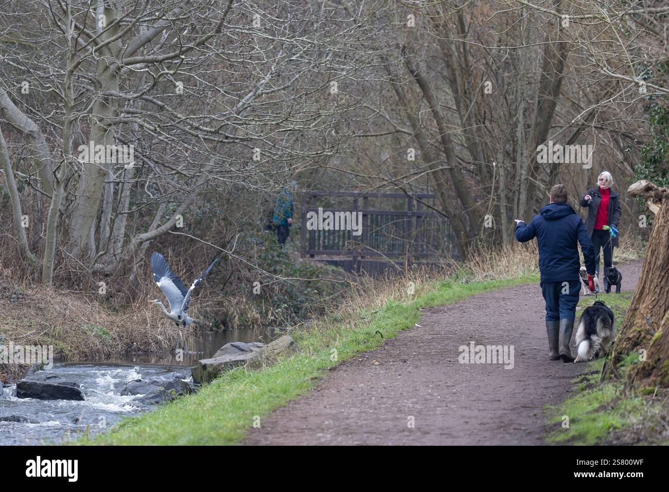 Gli escursionisti nel loro parco locale, nel Regno Unito, si recano in un meraviglioso airone grigio selvatico che vola su e lontano da un ruscello vicino a loro, disturbato dalla presenza di esseri umani! Foto Stock