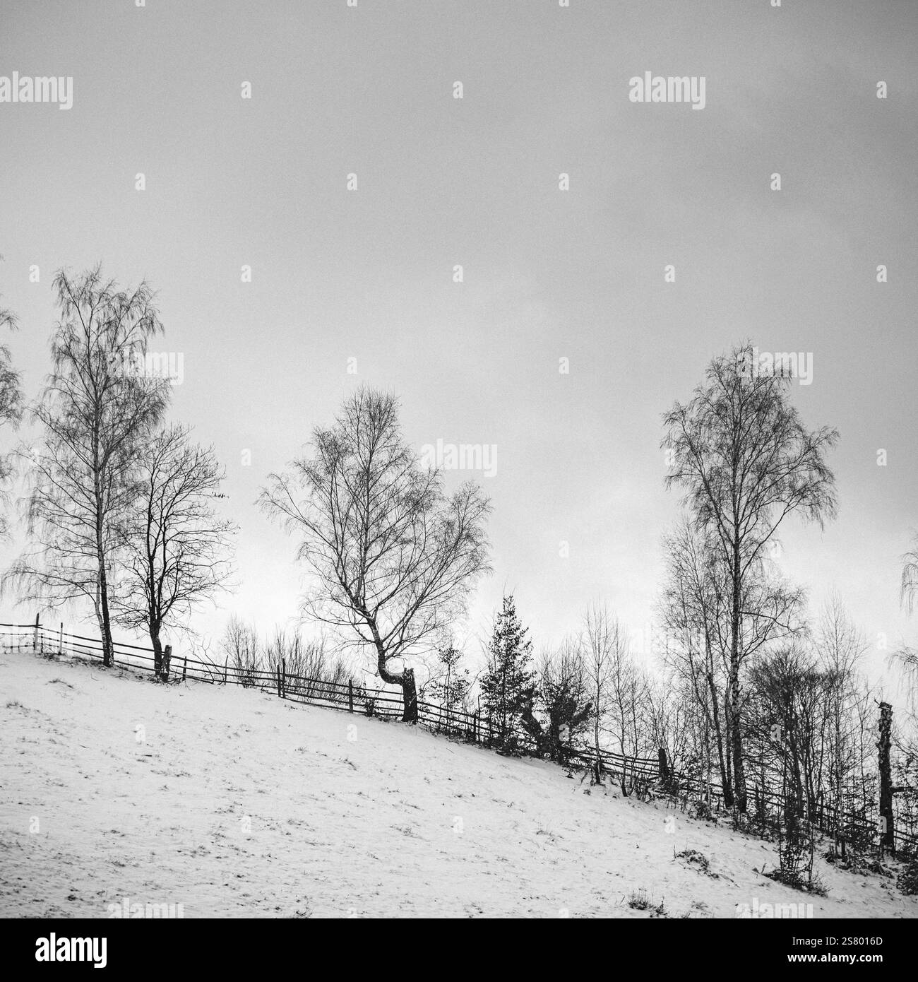 Paesaggio invernale in bianco e nero con alberi, forte contrasto e molte tonalità di grigio. Foto Stock