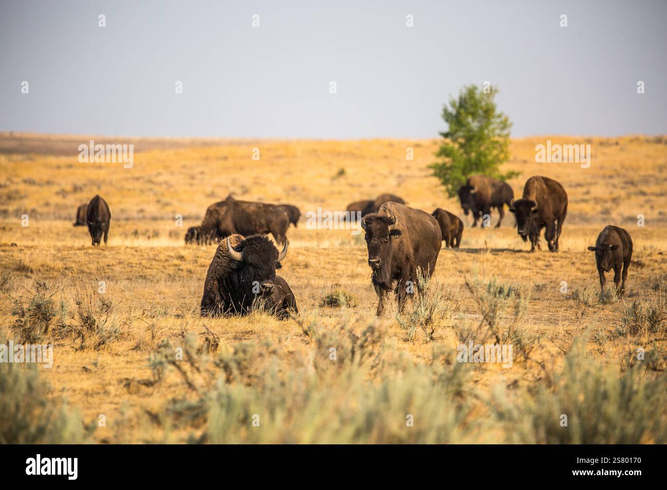 Plains Bison nella American Prairie Reserve Foto Stock Plains Bison nella American Prairie Reserve Foto Stock