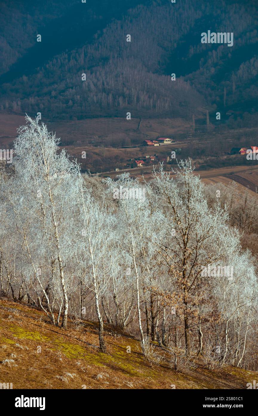 Paesaggio invernale con betulle smerigliate, atmosfera cinematografica d'epoca. Foto Stock