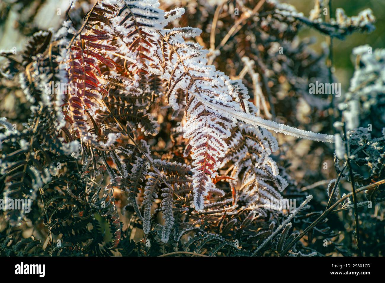 Ravvicinati alla natura ghiacciata e alla vegetazione con cristalli di gelo nella stagione invernale. Foto Stock