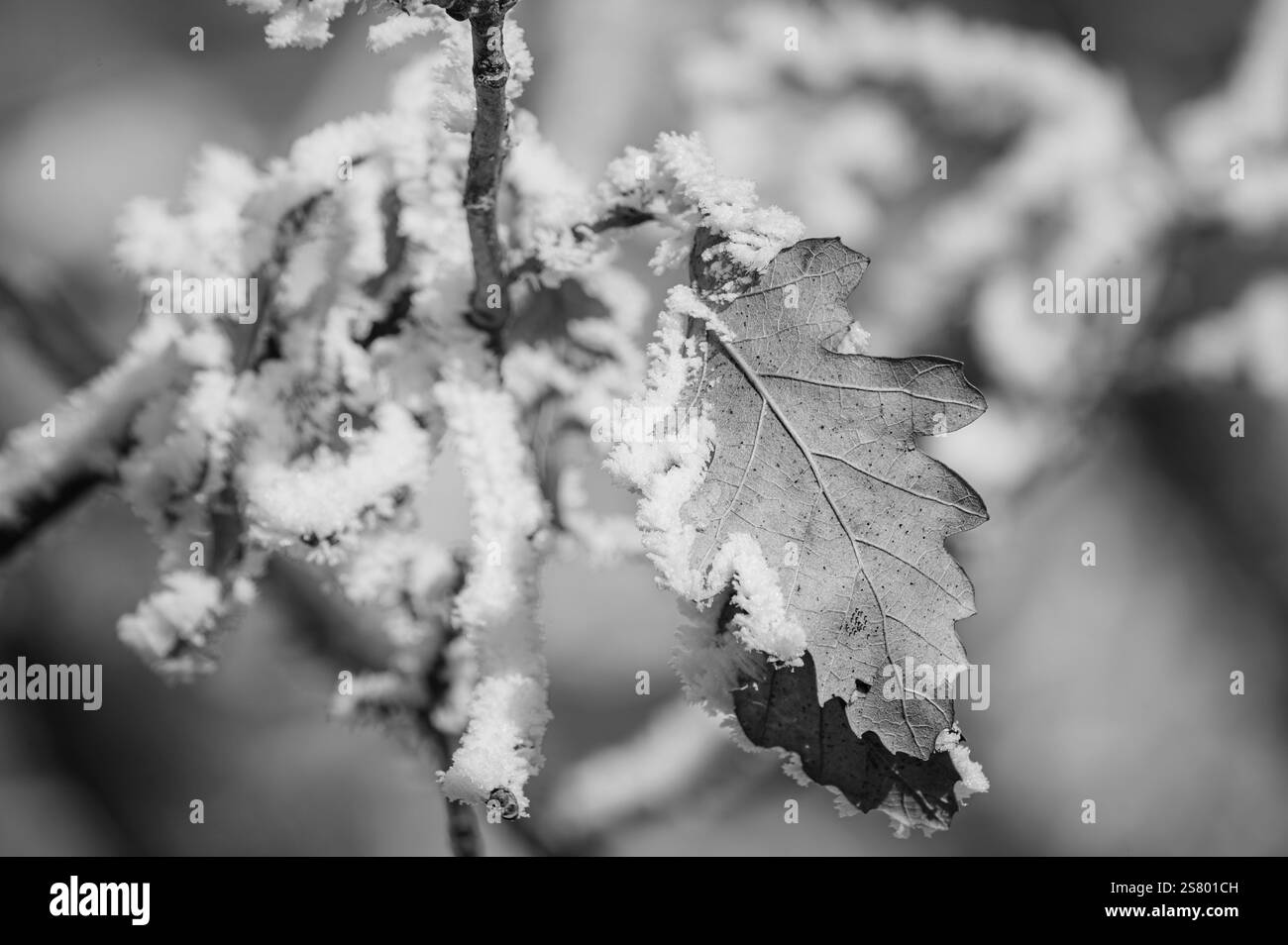 Primo piano di foglie congelate con cristalli di ghiaccio nella stagione invernale. Foto Stock