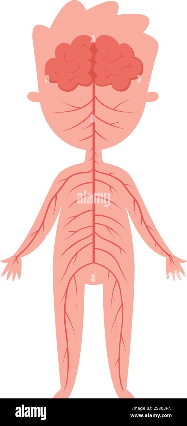 Illustrazione medica che mostra il sistema nervoso umano con cervello e nervi che si estendono in tutto il corpo, fornendo risorse educative per la biologia e l'anatomia Illustrazione Vettoriale