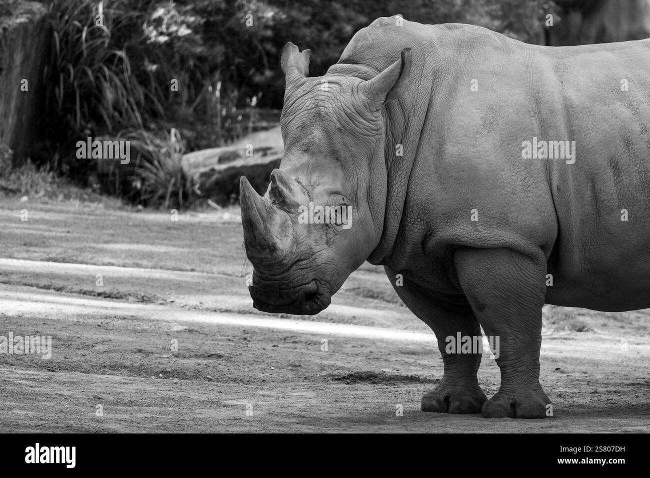 Primo piano di un rinoceronte nello zoo in bianco e nero Foto Stock
