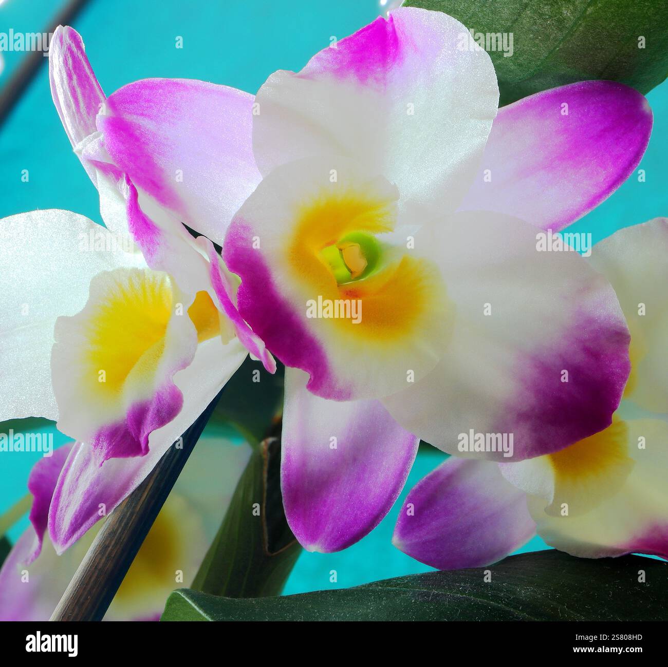 Macro, vista ravvicinata di un fiore di dendrobium rosa, verde, giallo e bianco di un'orchidea. Labbro, colonna, etere, petali, sepale. Foto Stock