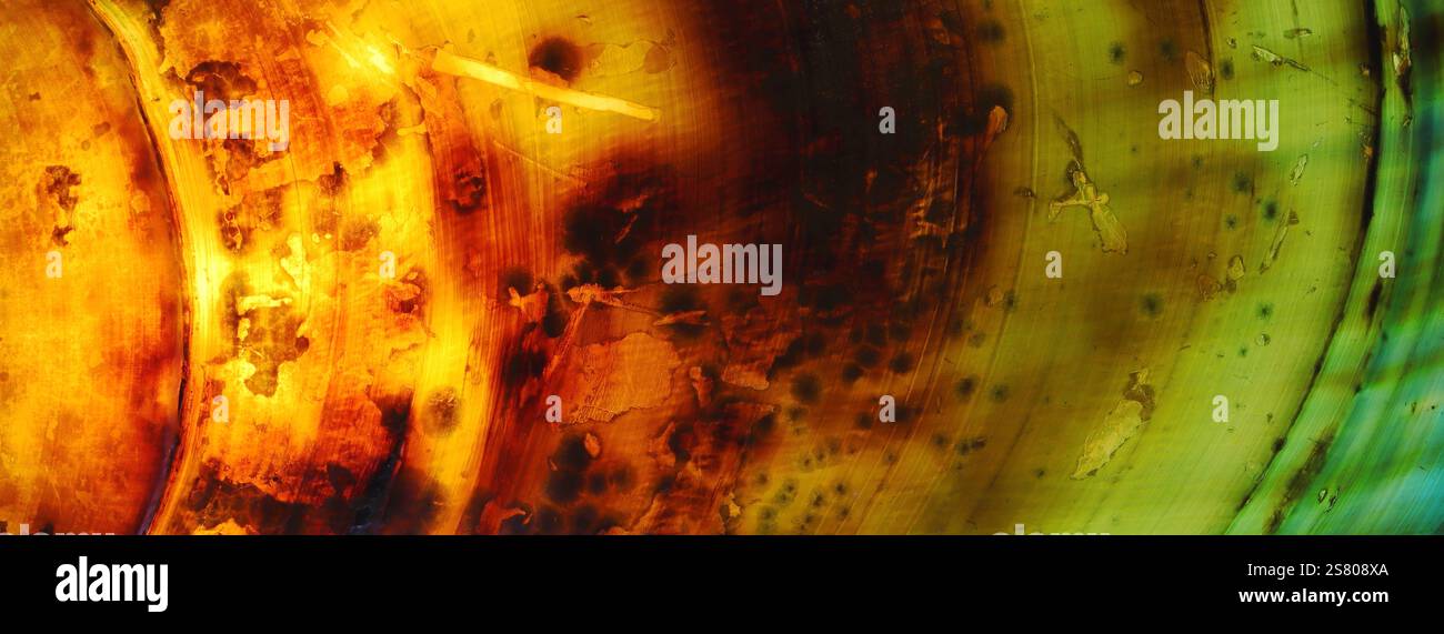 Vista ravvicinata, astratta, macro di un guscio di cozze retroilluminato. Sfondo banner con colori giallo, marrone, arancione e verde vivaci. Foto Stock