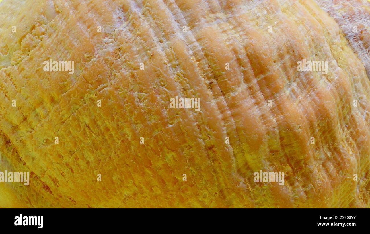 Vista ravvicinata, astratta, macro della superficie di un guscio Bucky. Sfumature di arancione, marrone e bianco. Sfondo. Foto Stock