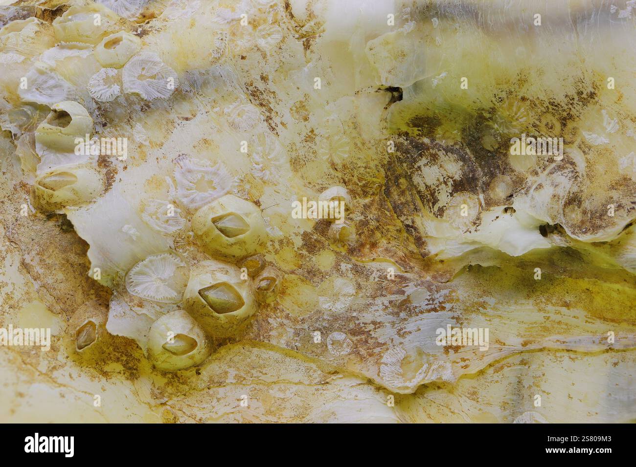 Vista astratta, macro, ravvicinata di fossili sulla superficie di un guscio di ostriche portoghesi. Sfondo. Foto Stock