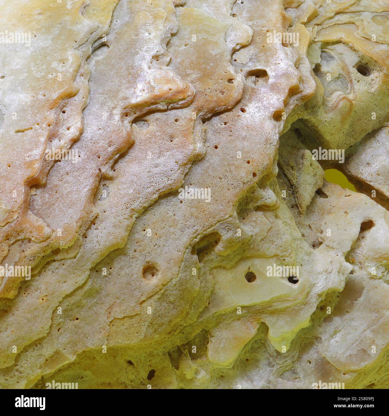 Vista ravvicinata, astratta, macro della superficie rigata di un guscio di ostriche comune con piccoli fori. Sfondo. Foto Stock