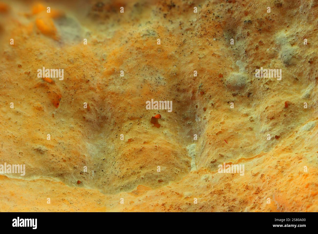 Vista ravvicinata, astratta, macro della superficie irregolare di un guscio marino con colori rosso, giallo e marrone chiaro. Sfondo. Foto Stock