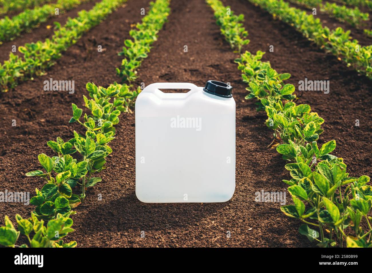 Campo di piantagione di soia perfettamente pulito dopo il trattamento erbicida delle colture e del terreno, messa a fuoco selettiva Foto Stock