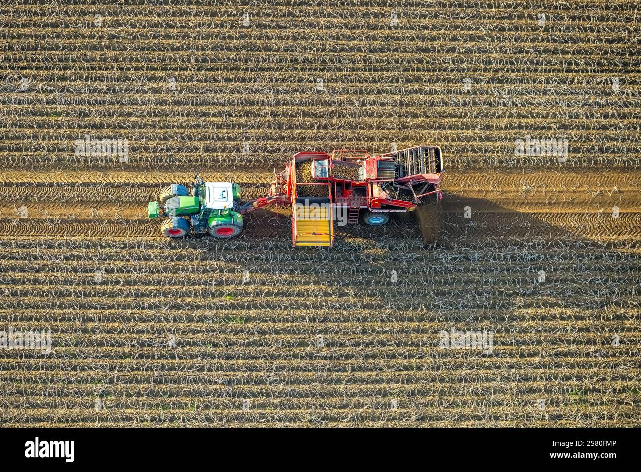 Vista aerea, lavori agricoli su campo con trattore, raccolta di patate, Uedemerfeld, Uedem, basso Reno, Renania settentrionale-Vestfalia, Germania Foto Stock