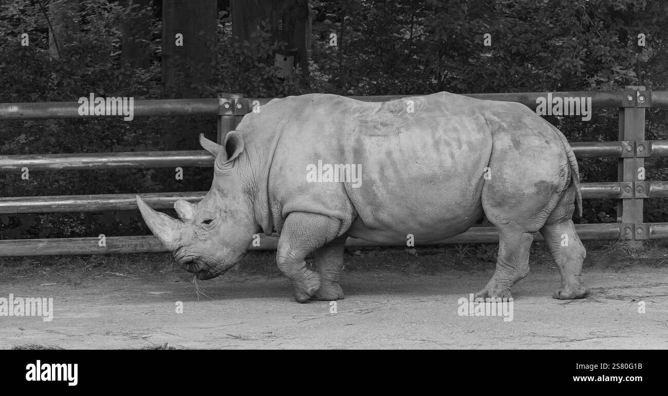 Primo piano di un rinoceronte nello zoo in bianco e nero Foto Stock