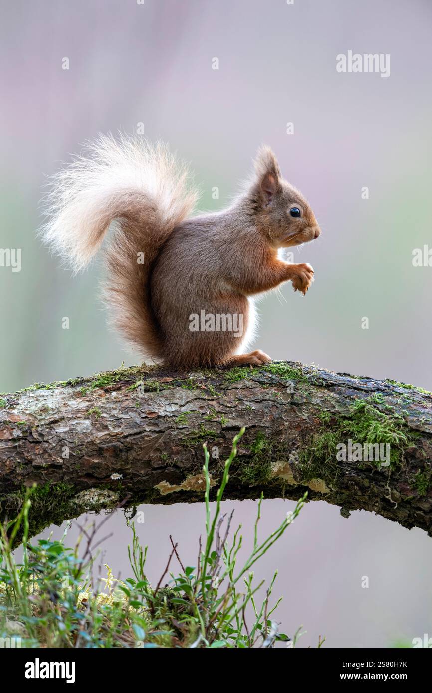 Scoiattolo rosso (Sciurus vulgaris) nella pineta caledoniana, Scozia, Regno Unito Foto Stock