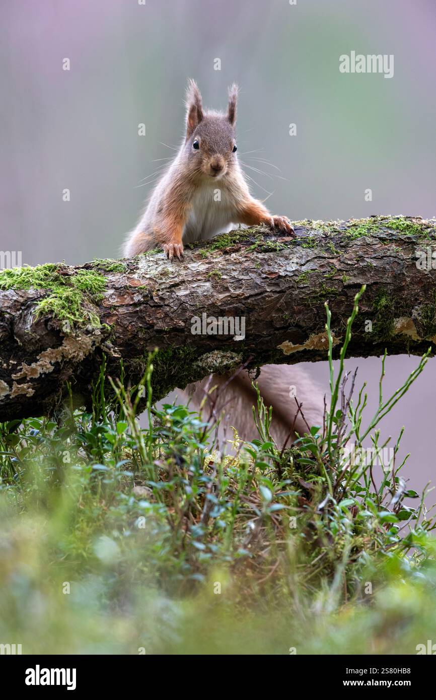 Scoiattolo rosso (Sciurus vulgaris) nella pineta caledoniana, Scozia, Regno Unito Foto Stock