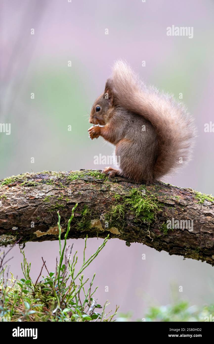 Scoiattolo rosso (Sciurus vulgaris) nella pineta caledoniana, Scozia, Regno Unito Foto Stock