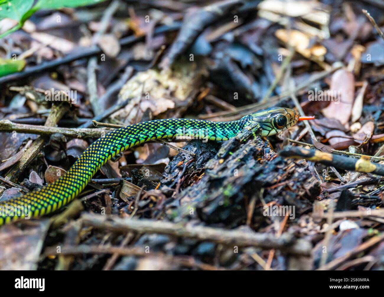 Un colorato serpente Speckled Racer (Drymobius margaritiferus) che scivola attraverso il fondo della foresta. Guatemala, America centrale. Foto Stock