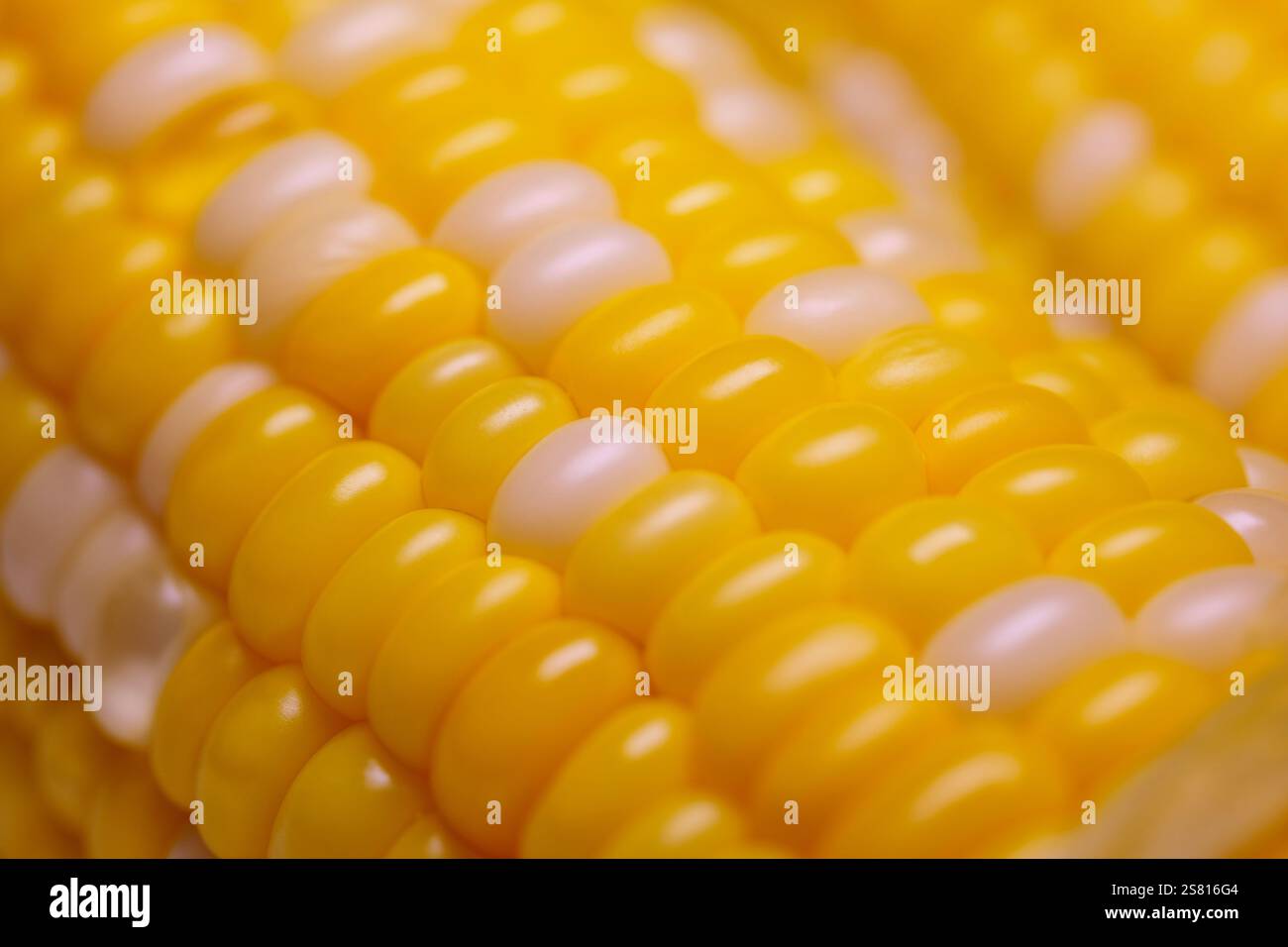 Granturco dolce bollito, macinato. Primo piano di chicchi di mais sulla pannocchia. Il primo ibrido super dolce. Consistenza di pannocchie di mais bollite mature. Background alimentare. Foto Stock