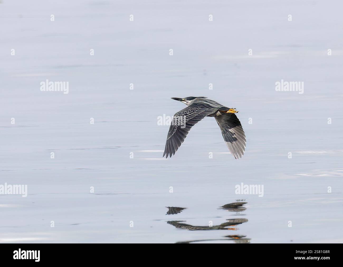 Aironi striati, aironi di mangrovia, Mangrovereiher, Héron strié, Butorides striata atricapilla, mangrovegém, Lulongo, Entebbe, Uganda, Africa orientale Foto Stock