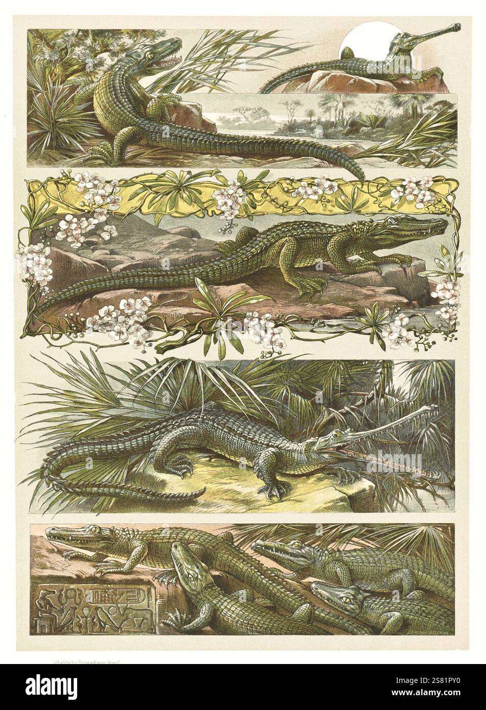 Anton Seder - l'animale nelle arti decorative - intricati disegni Art Nouveau - 1896 - coccodrilli, alligatore e Cayman Foto Stock Anton Seder - l'animale nelle arti decorative - intricati disegni Art Nouveau - 1896 - coccodrilli, alligatore e Cayman Foto Stock