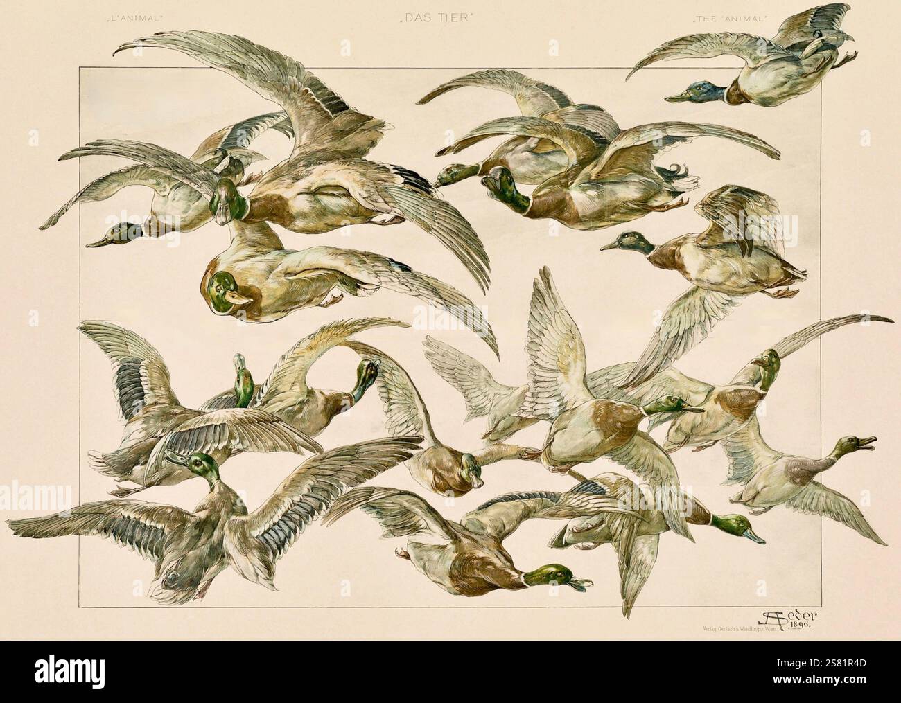 Anton Seder - l'animale nelle arti decorative - intricati disegni Art Nouveau - 1896 - anatre Foto Stock