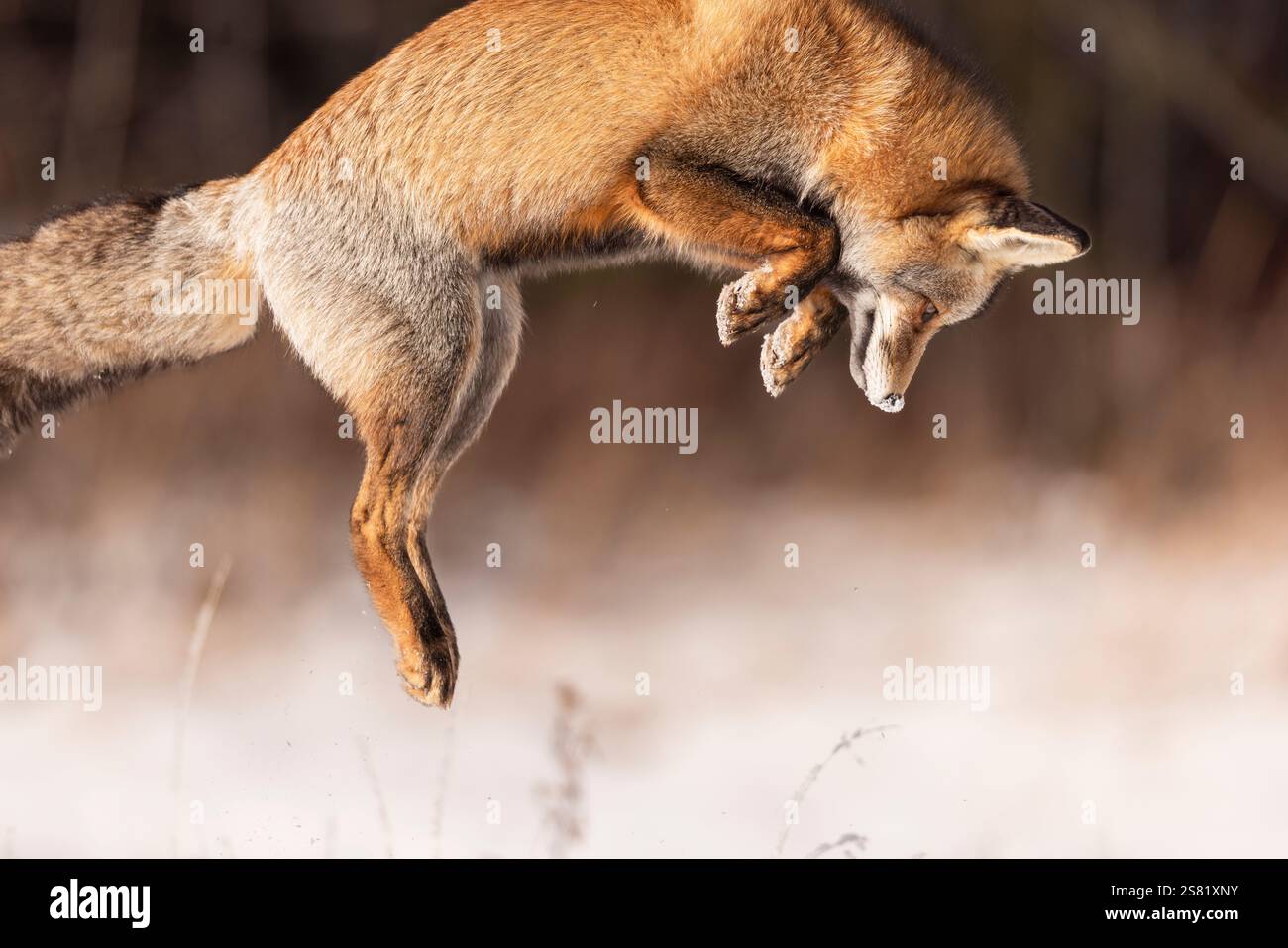 Red Fox a metà balzo mentre cerca cibo. Foto Stock