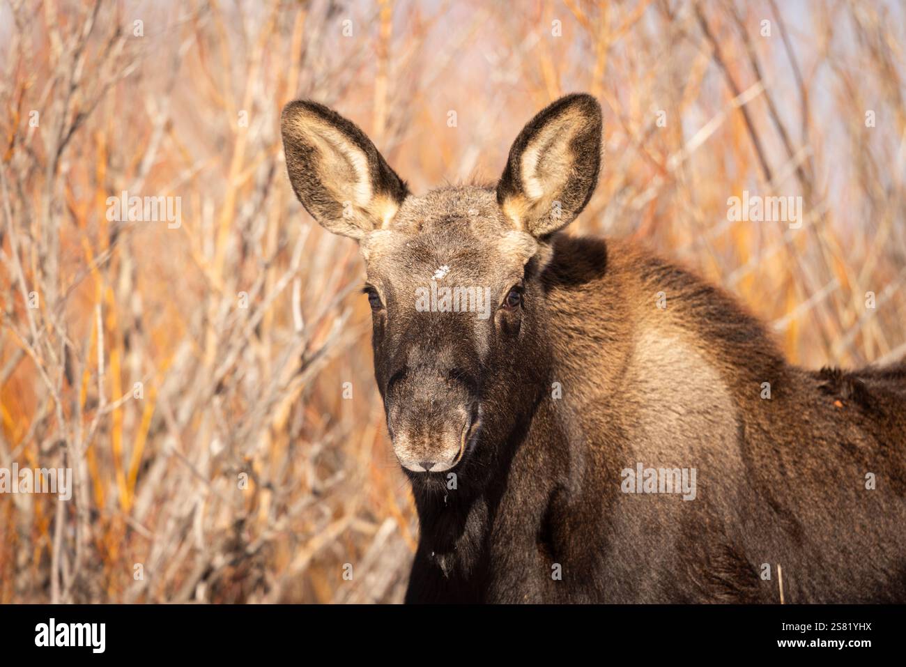 Primo piano di una mucca alce. Foto Stock