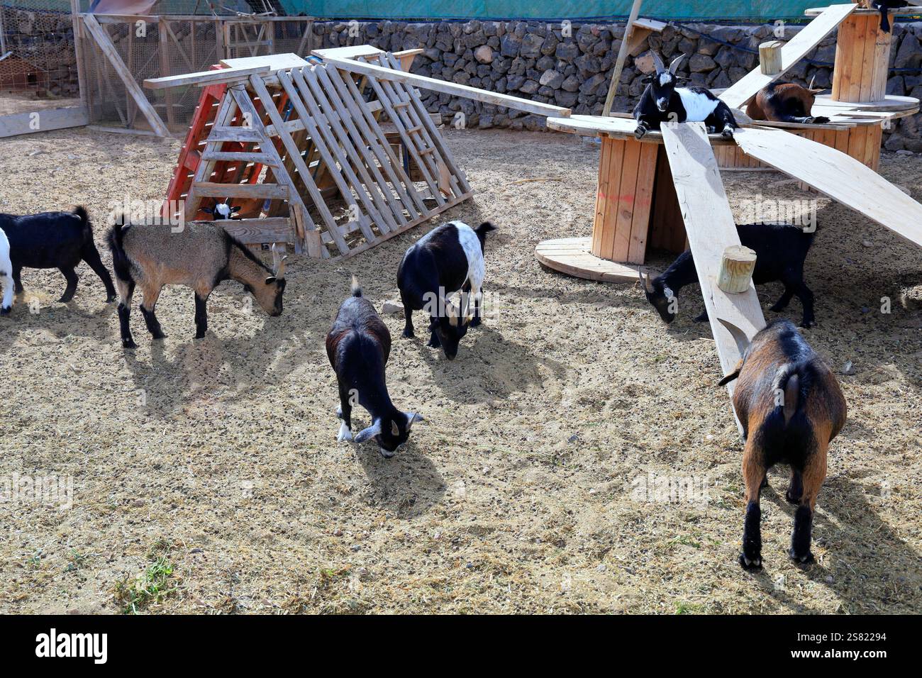 Capre pigmee in un recinto, Fuerteventura. Presa a dicembre 2024. Foto Stock