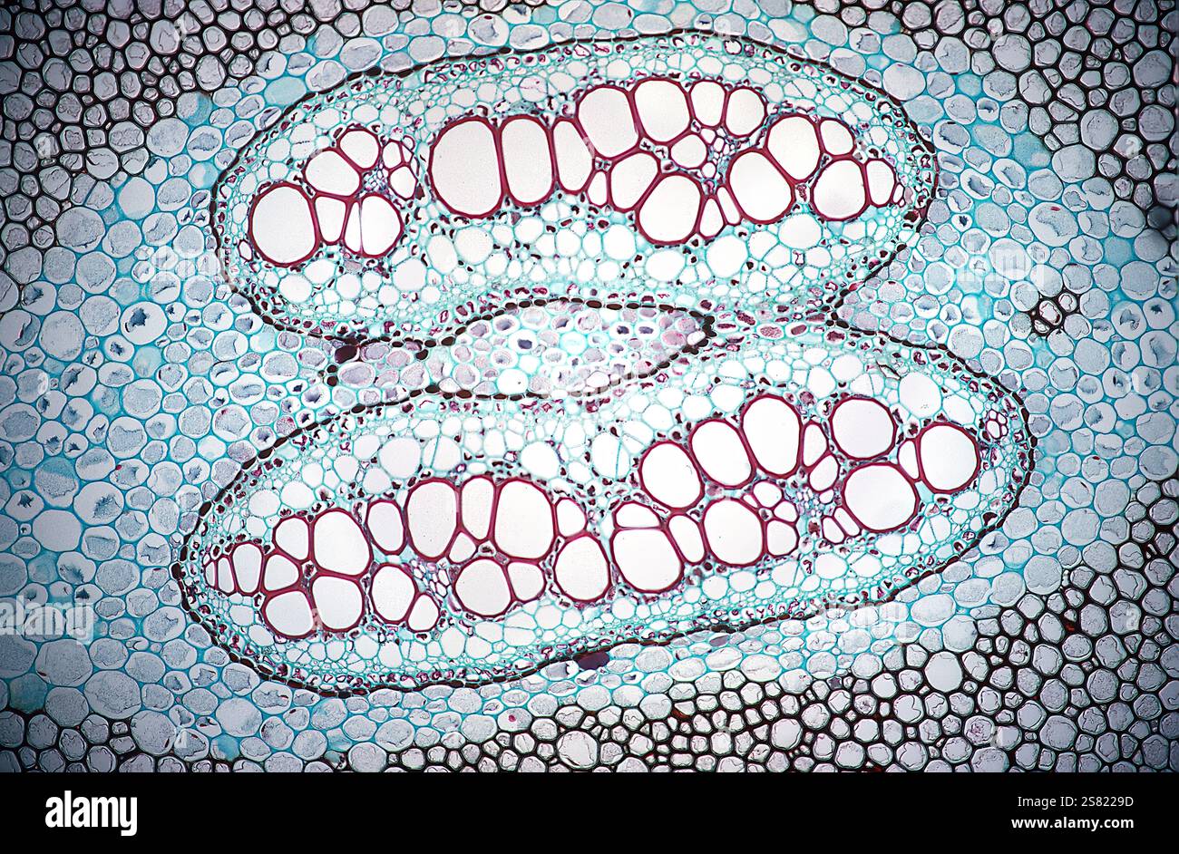 Sezione trasversale di un rizoma di felce Pteris, evidenziando il tessuto vascolare e le caratteristiche strutturali, con immagini di ingrandimento 40x. Foto Stock