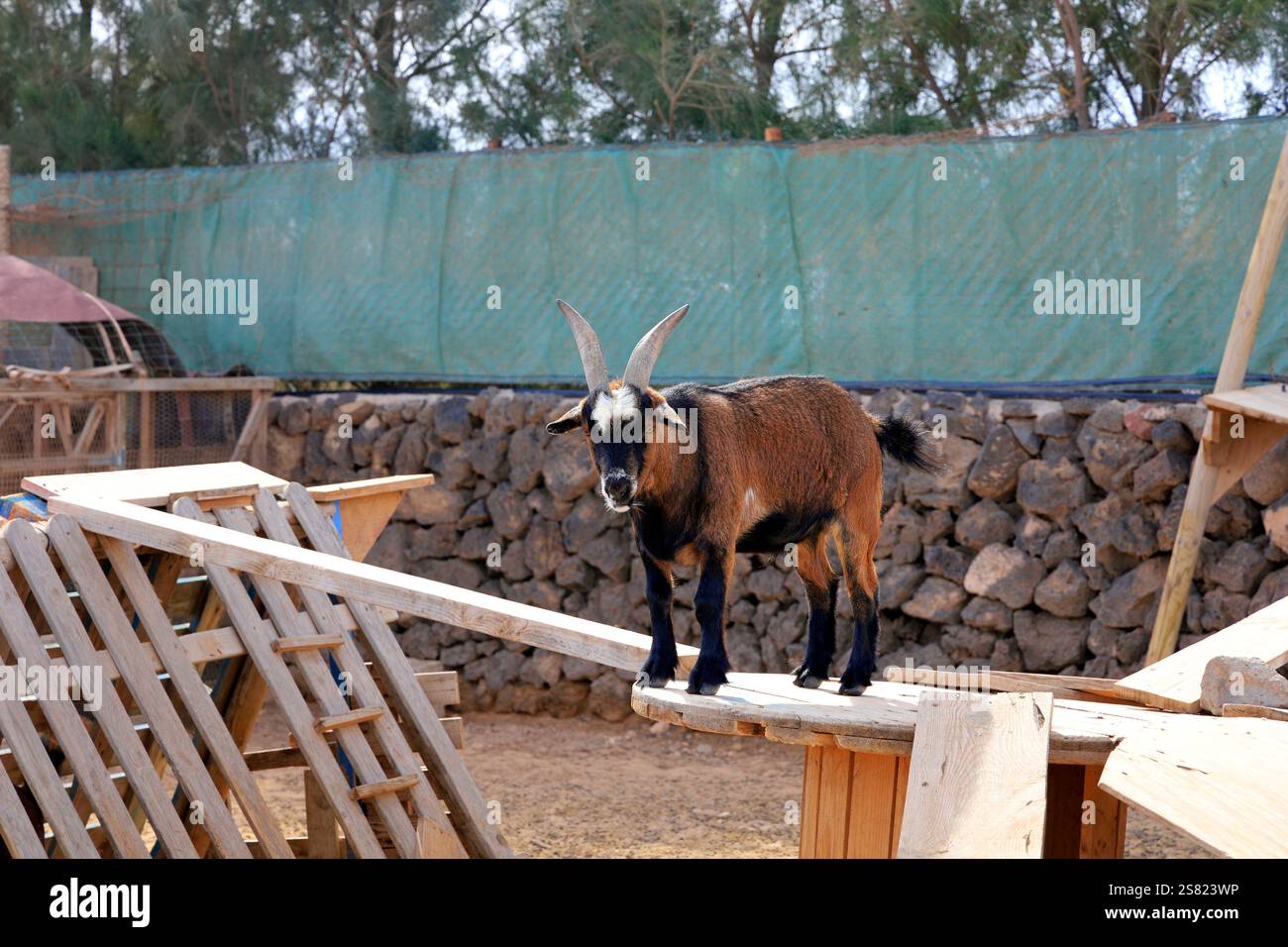 Capre pigmee in un recinto, Fuerteventura. Presa a dicembre 2024. Foto Stock