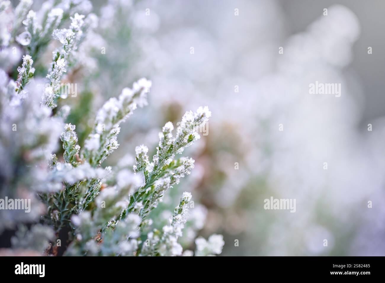 100 foto macro di fronde di felce smerigliate, che mostrano dettagli intricati, texture ghiacciate e bellezza naturale invernale. Foto Stock