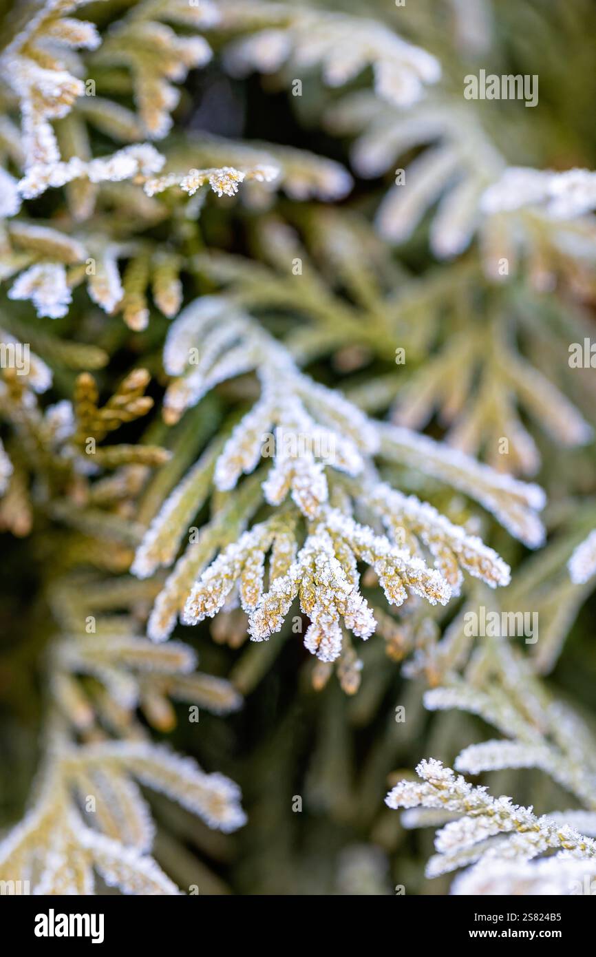 100 foto macro di fronde di felce smerigliate, che mostrano dettagli intricati, texture ghiacciate e bellezza naturale invernale. Foto Stock