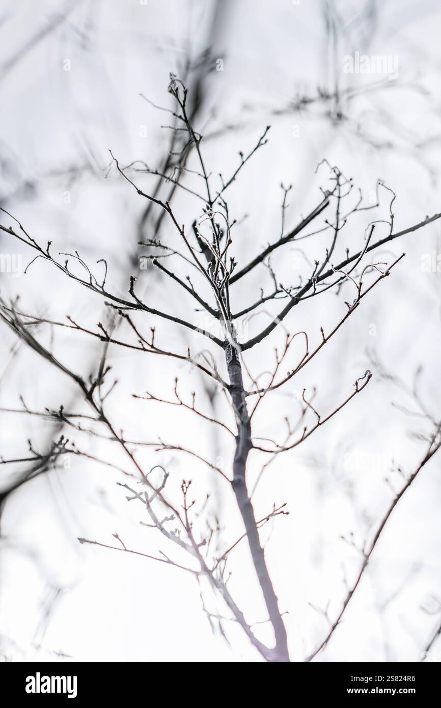 Primo piano di fiori selvatici ricoperti di gelo, foglie, steli e teste di semi in una fredda mattina invernale. Delicati cristalli di ghiaccio sulle piante essiccate. Foto Stock