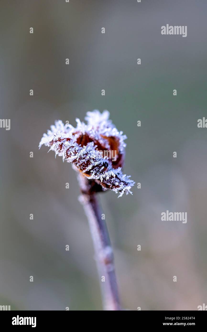 Primo piano di fiori selvatici ricoperti di gelo, foglie, steli e teste di semi in una fredda mattina invernale. Delicati cristalli di ghiaccio sulle piante essiccate. Foto Stock