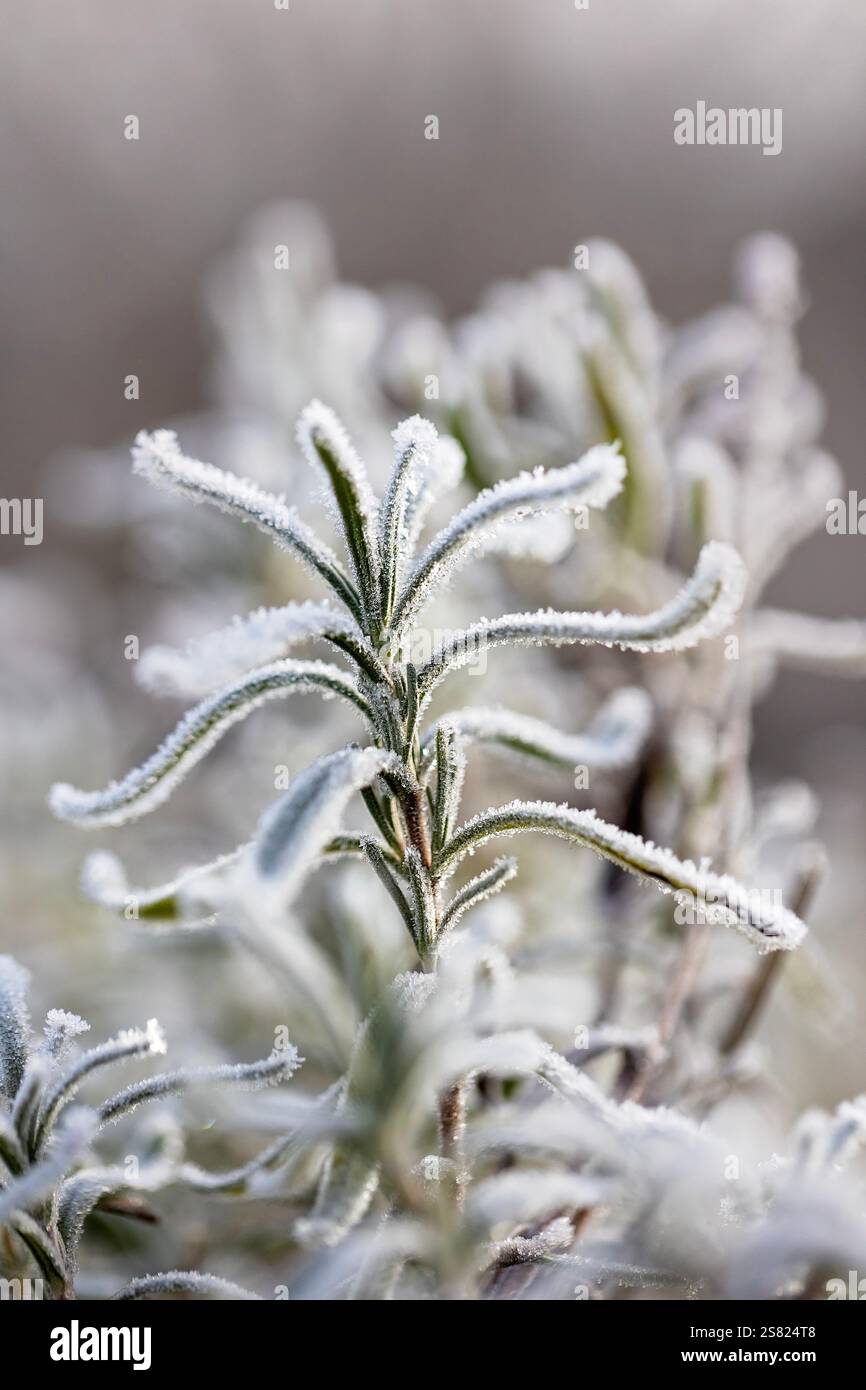 Immagine ravvicinata di foglie di rosmarino ricoperte di gelo, che cattura i dettagli raffinati dei cristalli di ghiaccio sulla pianta nel giardino d'inverno. Foto Stock