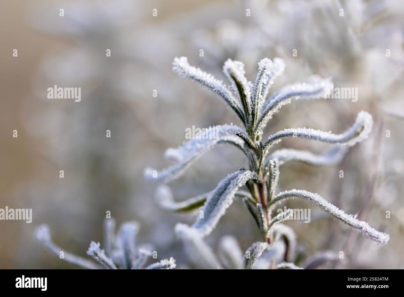 Immagine ravvicinata di foglie di rosmarino ricoperte di gelo, che cattura i dettagli raffinati dei cristalli di ghiaccio sulla pianta nel giardino d'inverno. Foto Stock