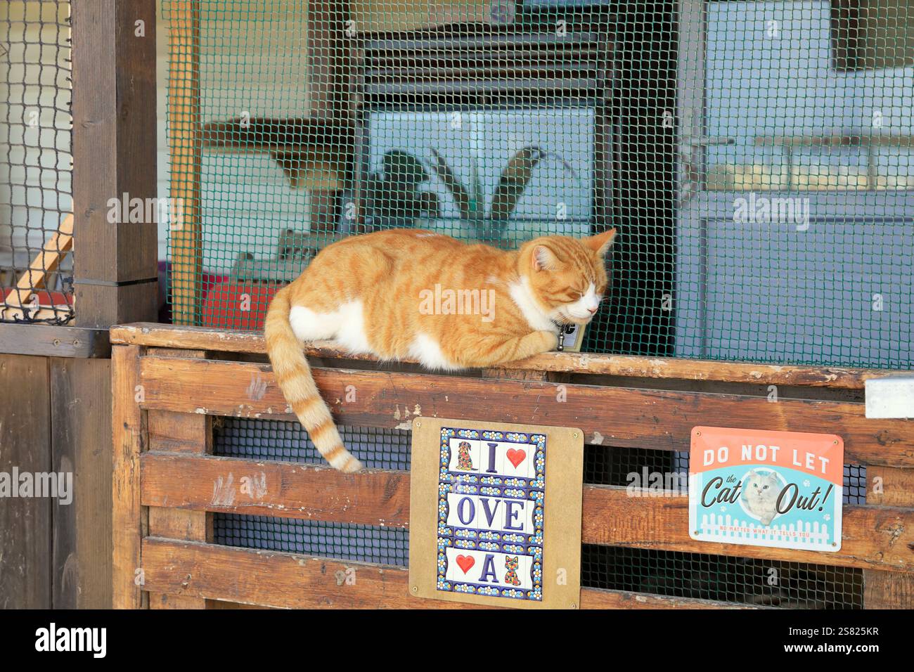 Gatto di zenzero spianato su un cancello, con un cartello i Love Cat Fuerteventura. Presa a dicembre 2024. Foto Stock