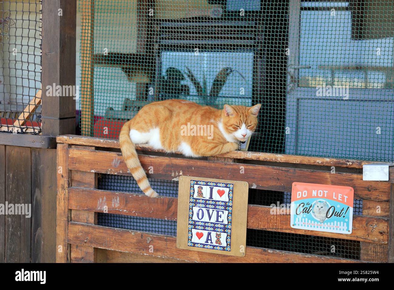 Gatto di zenzero spianato su un cancello, con un cartello i Love Cat Fuerteventura. Presa a dicembre 2024. Foto Stock