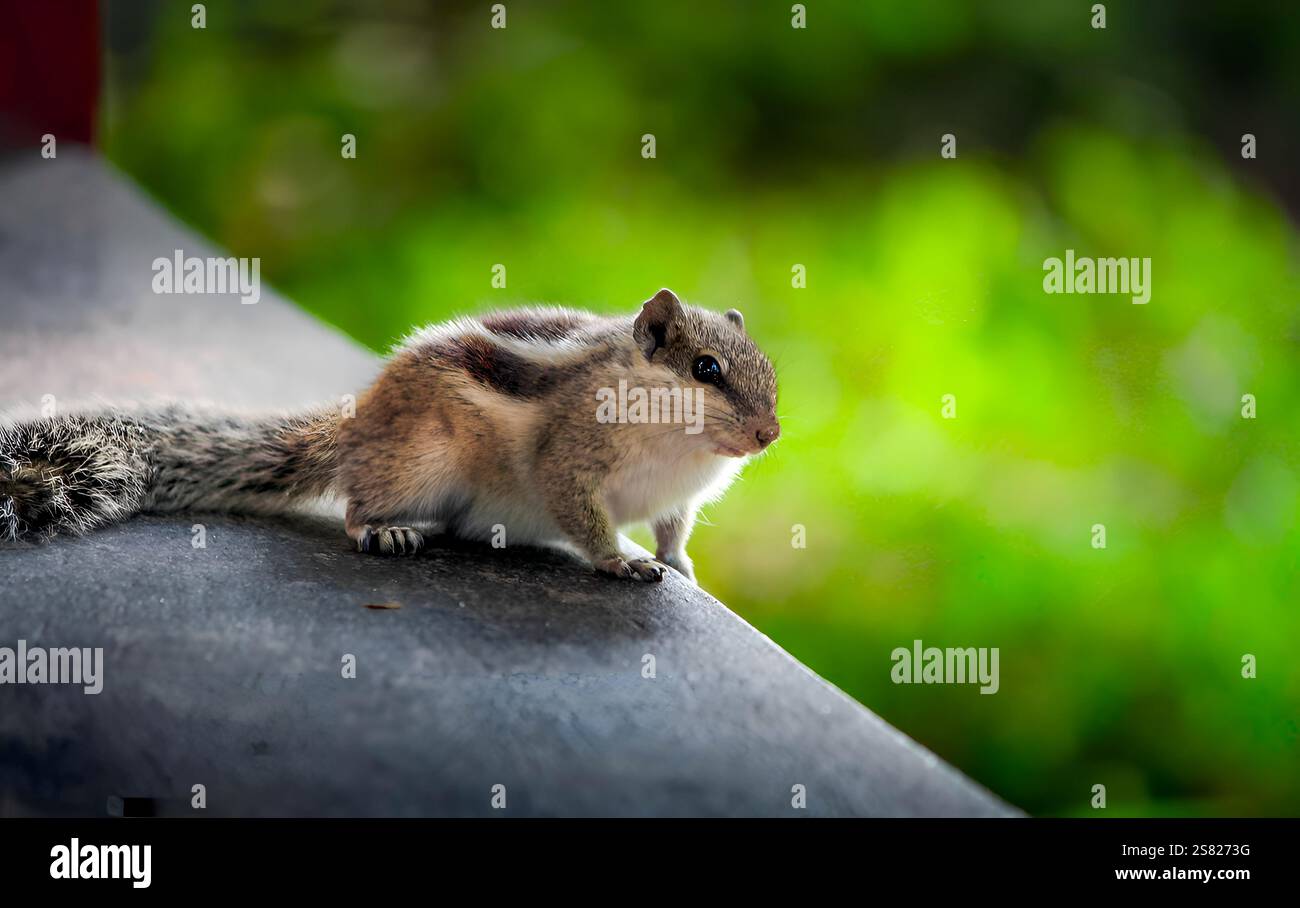 Uno scoiattolo di palme del nord allo zoo nazionale del Bangladesh, che mostra il suo movimento energico e la vibrante presenza di fauna selvatica. Foto Stock