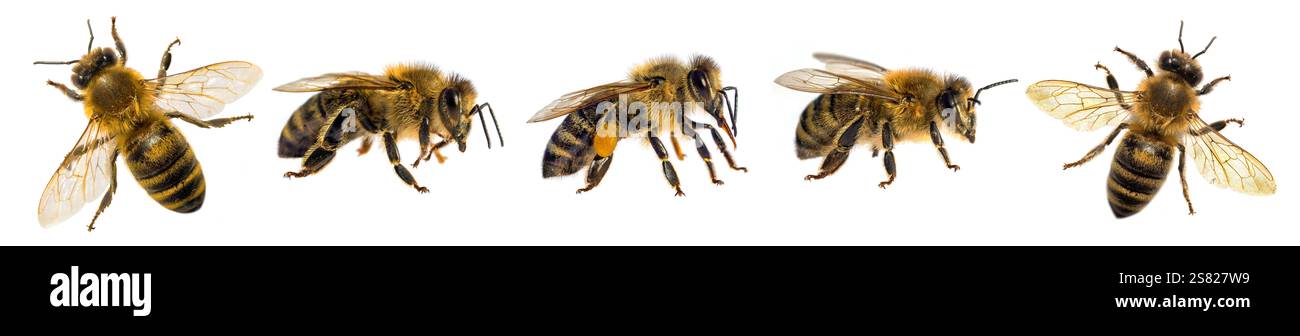Set di cinque api o api in latino Apis mellifera, europeo o occidentale ape miele isolato su sfondo bianco Foto Stock