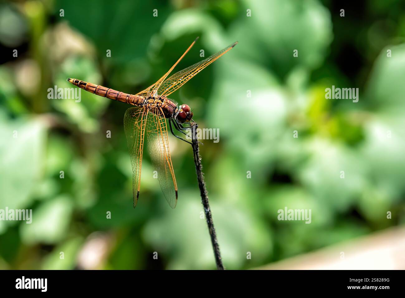 Una vivace libellula si trova delicatamente su un sottile stelo e le sue ali traslucide catturano la luce su uno sfondo verde leggermente sfocato. Foto Stock