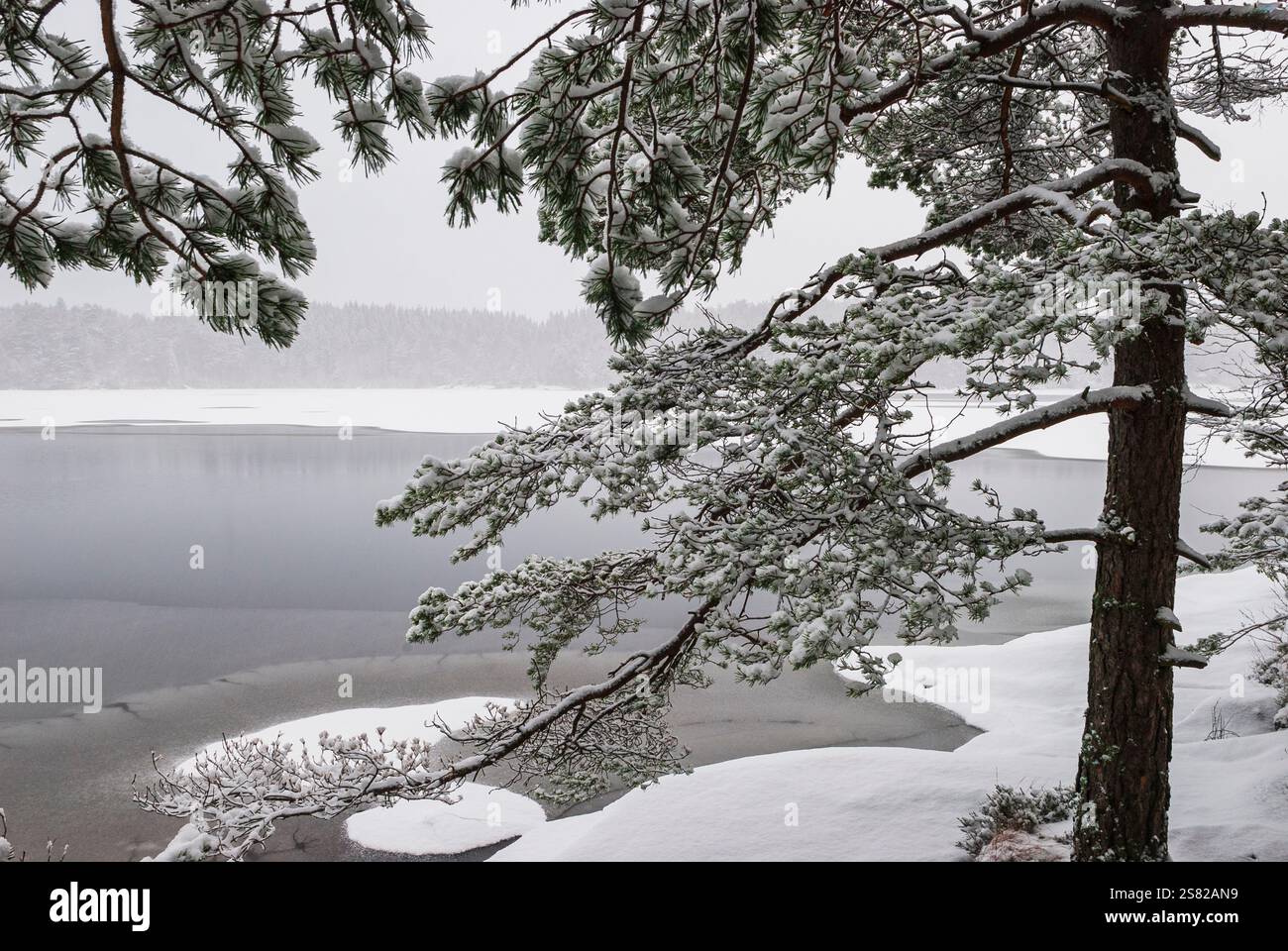 La neve ricopre il terreno e i rami di alberi in un lago ghiacciato in Svezia. I soffici fiocchi bianchi creano un tranquillo paesaggio invernale, catturando i ciuffi della natura Foto Stock