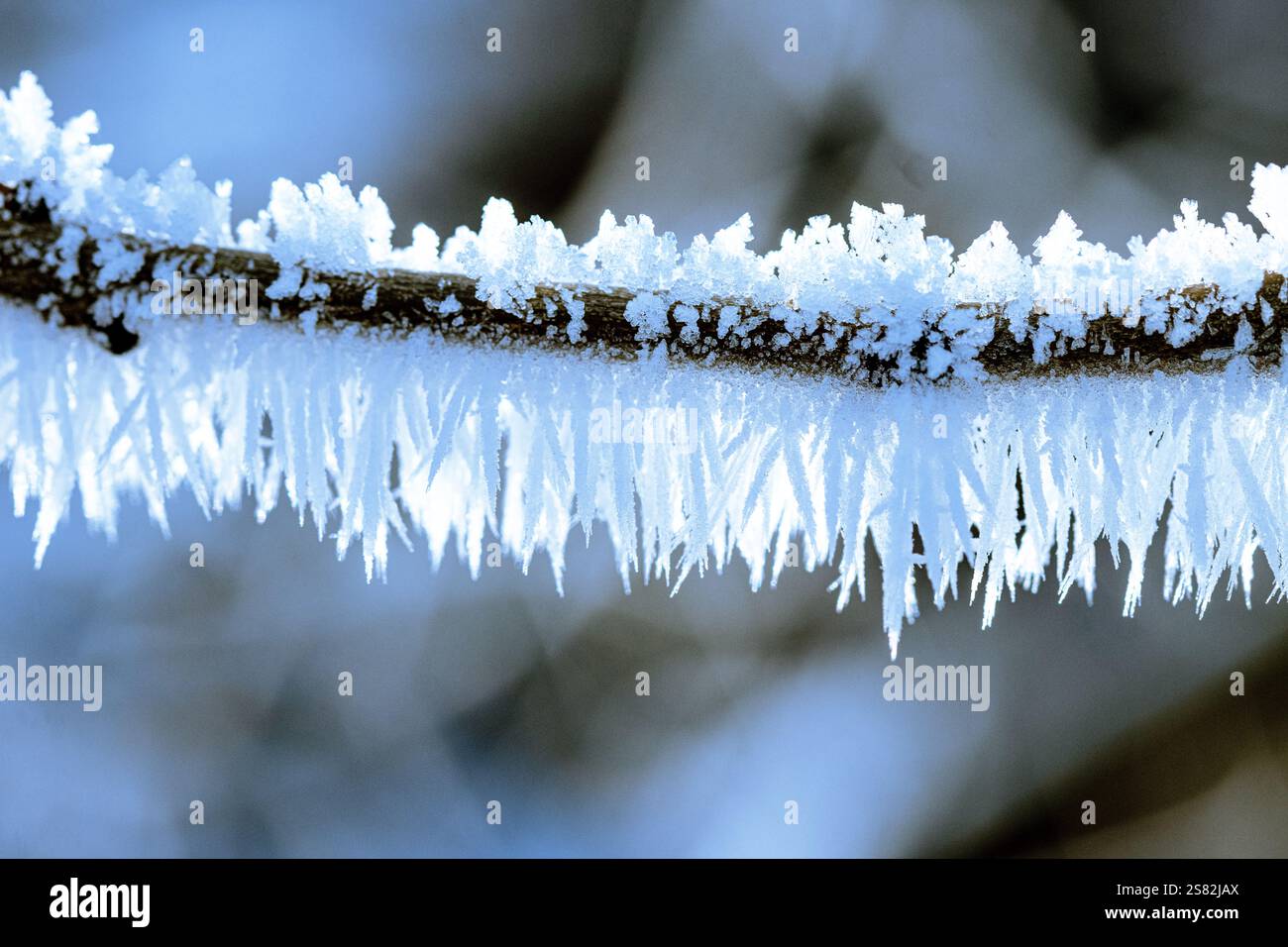 Wintry, foto macro di piccoli e delicati cristalli di ghiaccio bloccati in posizione in un giorno ghiacciato dell'inverno. Particelle di umidità attaccate alle piante e brillanti. Foto Stock