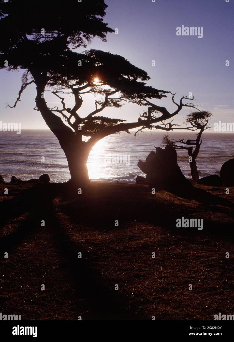 Tramonto tra gli alberi ottobre 1962 Foto Stock