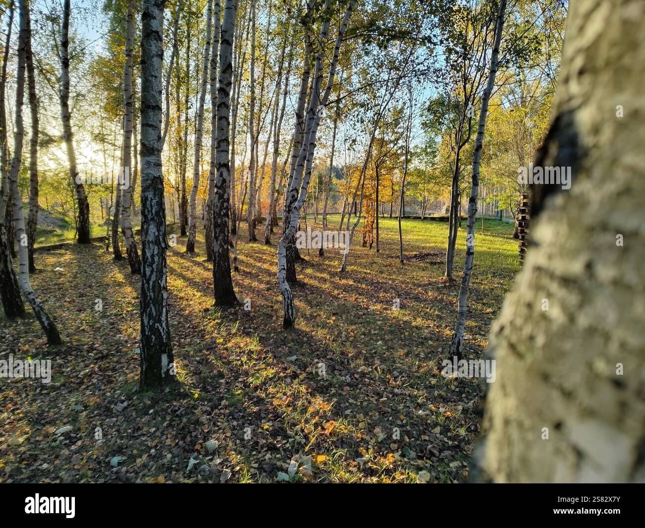 Tranquilla foresta autunnale con la luce del sole che filtra tra tra le betulle. Foto Stock